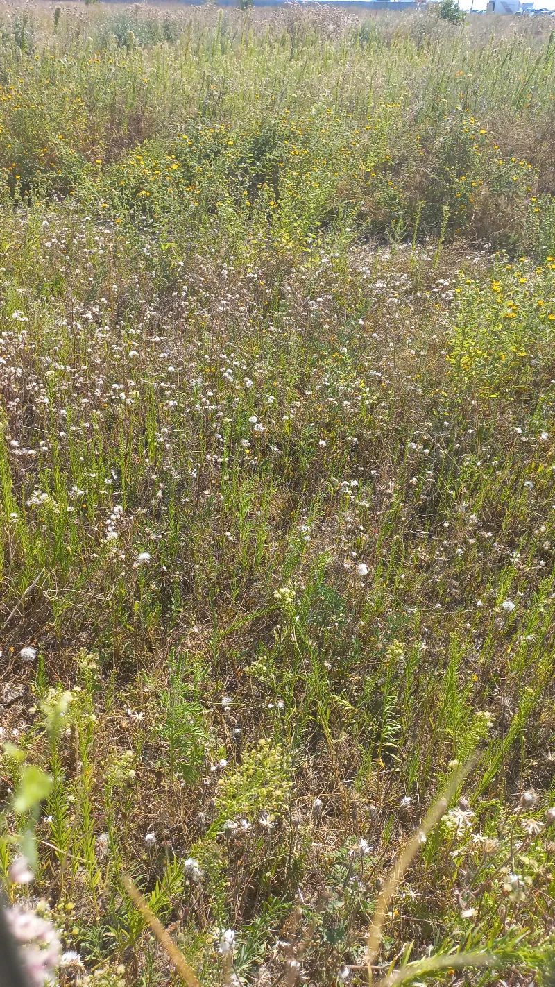 Land, Fontanka